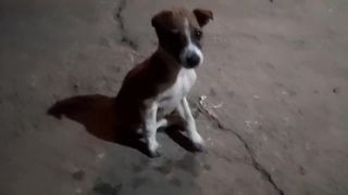 Puppy cleaning Itself  puppies khudo Kaise saaf karte hain #cutepuppy