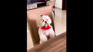 amazing cute baby animals funny