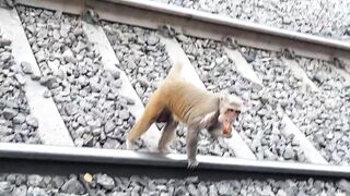 Monkeys on Rail line  Aler Railway station  Monkeys with baby monkeys