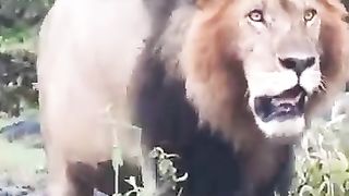 Lion ???? King ???? Return