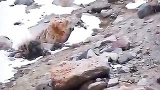 The Dog ???? Reaction