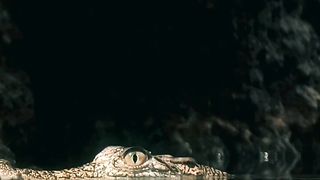 The mystery of crocodiles