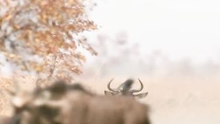 #animalswildlife #wildlifeoftiktok #animalslifestyle #foryoupage
