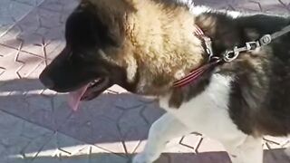 One of the most loyal dogs