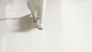 Funny animals 2023???? - Funniest Cats and Dogs Video????????341 #shorts.