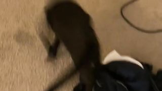 Funny animals 2023???? - Funniest Cats and Dogs Video????????342 #shorts.