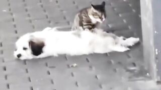 Funny animals 2023???? - Funniest Cats and Dogs Video????????344 #shorts.