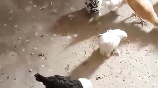 Chotay chotay chicken