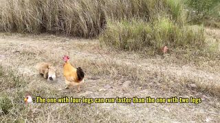 Unbelievable????‼️Cat takes rooster and hen to the wild to learn to catch mice.Funny and cute video????!.