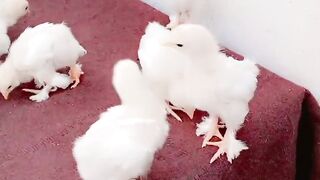 White purely