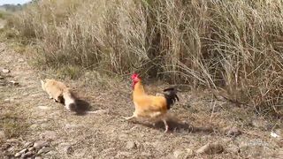 so funny and cute????!The kitten took the rooster on an outdoor trip.The happiest rooster in the world.