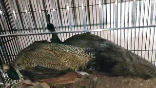 Look at this peacock
