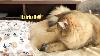 Two cats scrambled for toys and got into a fight.Lovely cat. The daily life of cats. Funny cat.