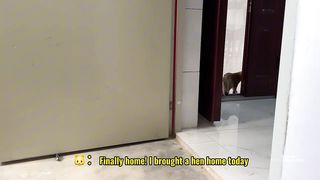 So funny and cute????! The kitten takes the hen home to sleep. The happiest hen in the world????.