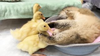 So funny and cute????! The kitten carried all three ducklings to bed and cuddled them tightly to sleep.