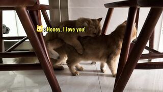 A greedy cat. The cat is hungry! I make breakfast for the cat. cute animal videos.