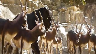 Video top