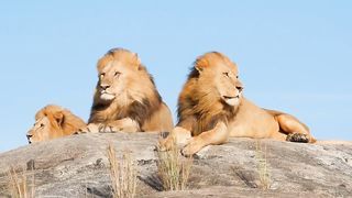 Lion d Atlas