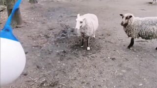 Fight