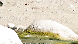 #amazinganimalsworld #wildlifeoftiktok #foryourpage #animalslifestyle #wildlife