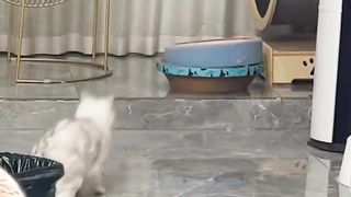 Funcats