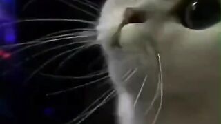 cute party DJ cat#fyp