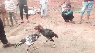 aseel henfight