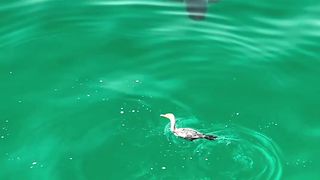 Bird life