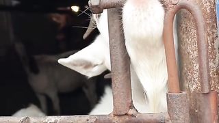 Cute#tiktok #foryou #pet #cute #lovely