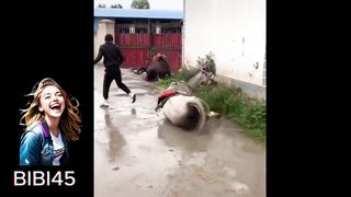 Funny Video  Compilation of the Funniest Moments  ????