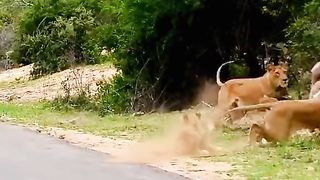 The skill of catching prey