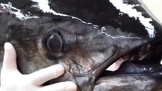 Wow Amazing cut big tuna fish