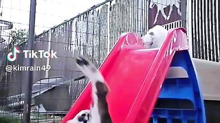 baby goat