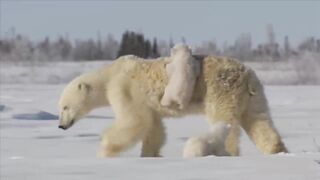Polar Bear Love ???? Baby Ice BEAR CUBS Cling to Mama! TRÈS migno| ns | это Умка? |