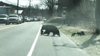 Momma Bear Struggles with Cubs || ViralHog