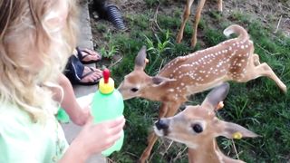 Feeding the Fawns