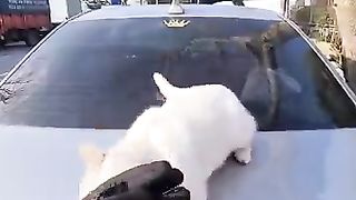 Angry White and Very Psycho Cat