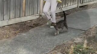 The cat senses danger and helps its owner preserve its life (P1)