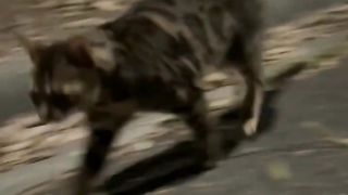 The cat senses danger and helps its owner preserve its life (P2)