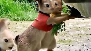 Rabbit funny