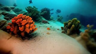 Colorful fish swimming over a coral reef