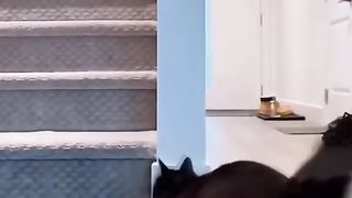 cute cat