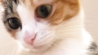 Incredibly cute furry animals