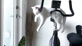 Cheerful, cute animals are always so nice and comfortable