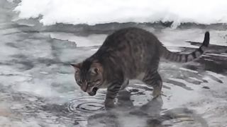 СМОТРЕТЬ ВСЕМ! СРОЧНО! РЕПОСТ! САМЫЙ ЧУДНОЙ КОТ ВОРОНЕЖА.