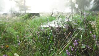 "Enchanted by Earth's Beauty: Celebrating Nature's Magnificence"