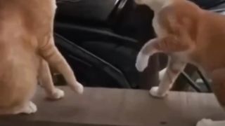 Самое смешное видео
