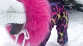 funny animals