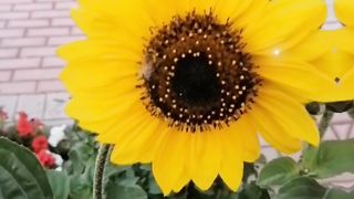 sunflowers#followers #yellow #beautiful