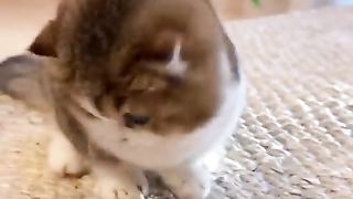Kitten being played with